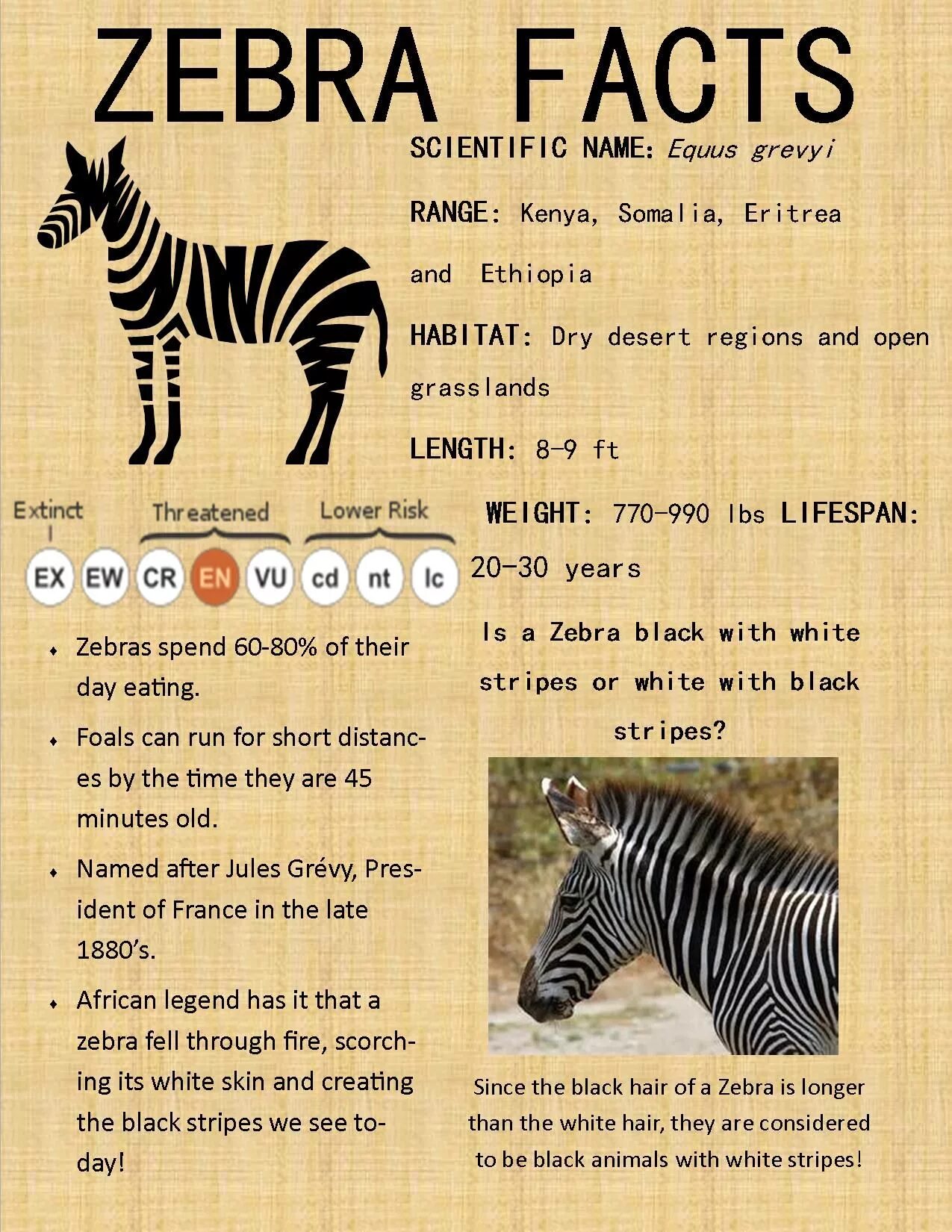 Facts about animals. Interesting facts about animals for children. Animals for Kids facts. Zebra interesting facts. Interesting facts for Kids.