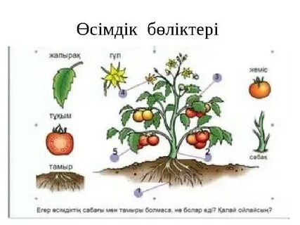 Контактілерде колготкидегі жалаңаш балапандар