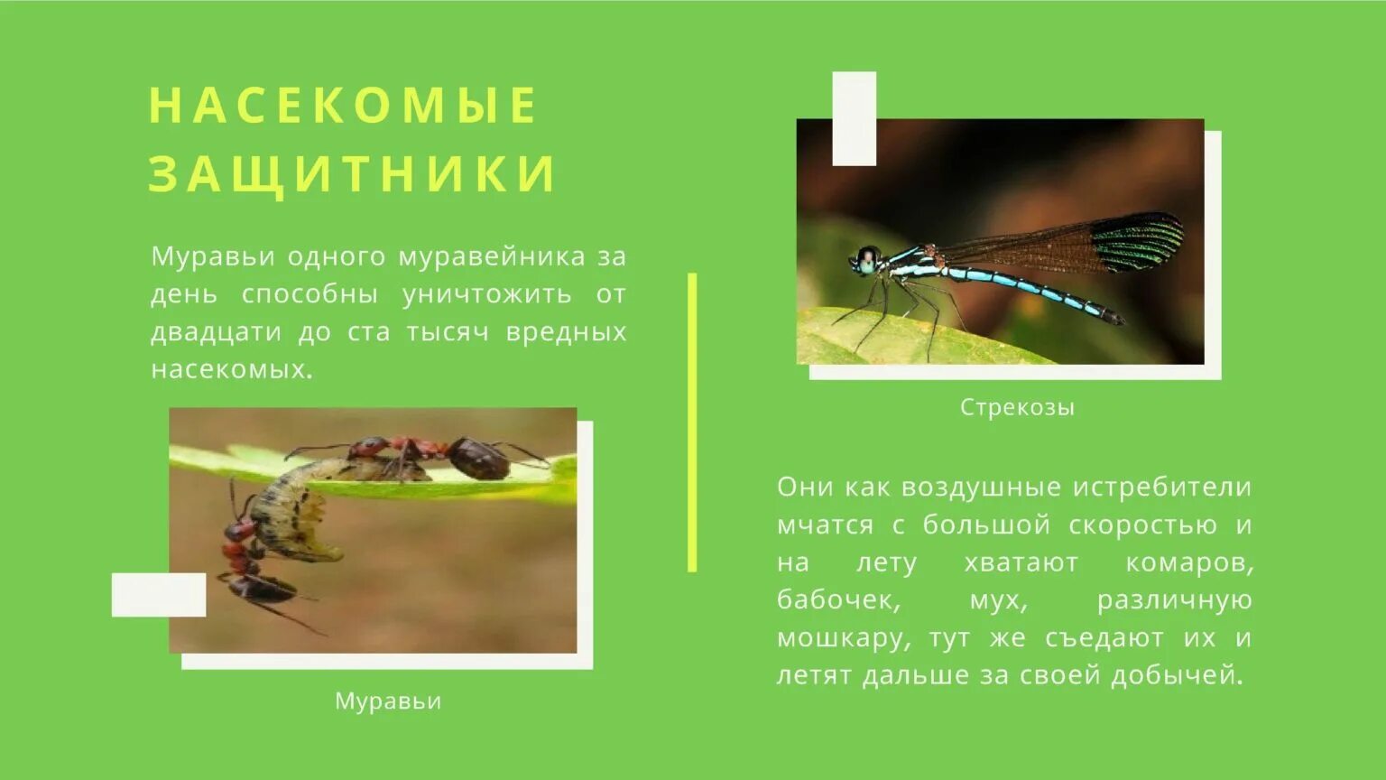 Незаметные защитники урожая. Незаметные защитники урожая