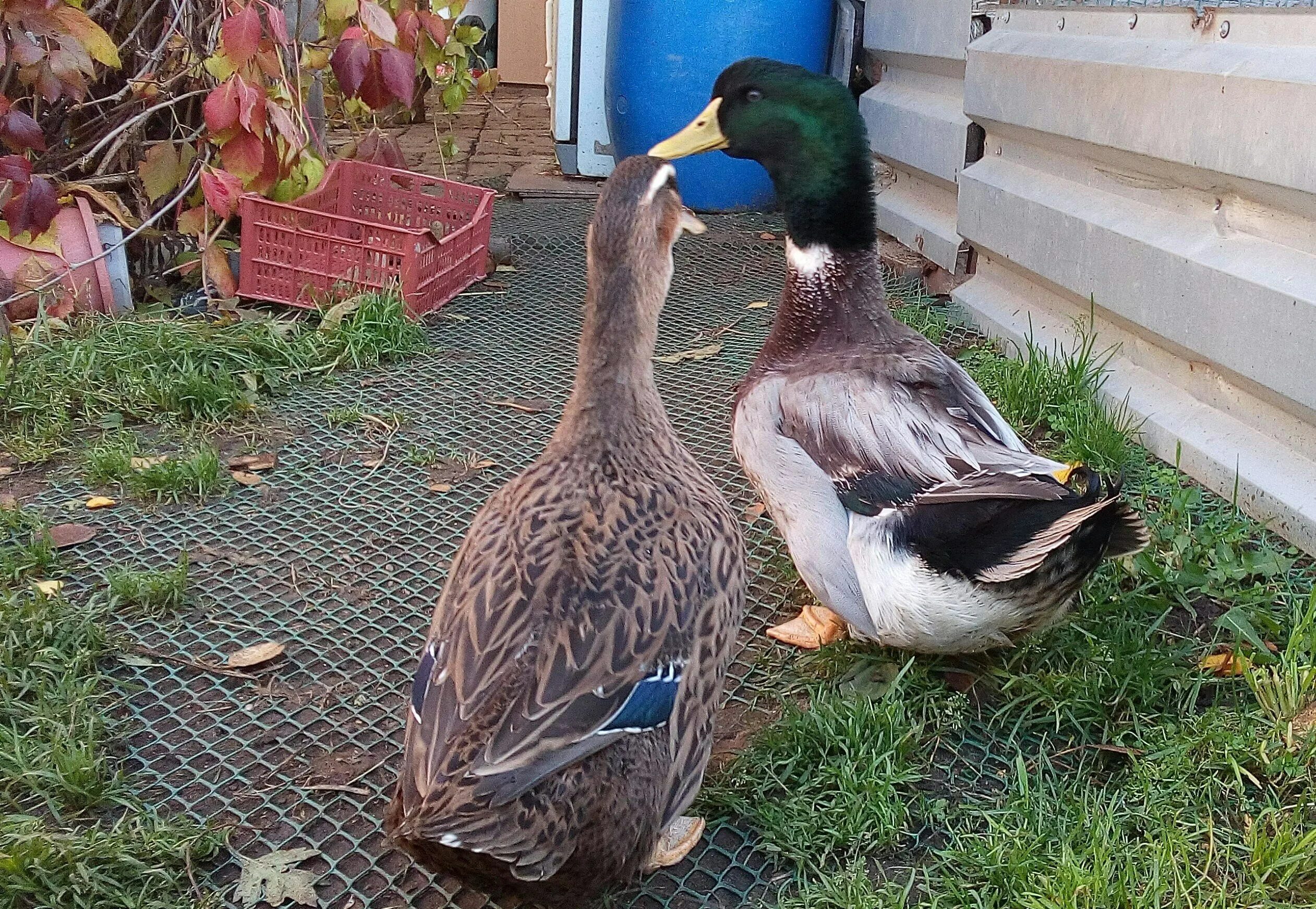 Утка башкирская белогрудая. Башкирская порода уток отзывы. Утка башкирская белогрудая. Башкирская порода уток отзывы. Утята башкирской породы.