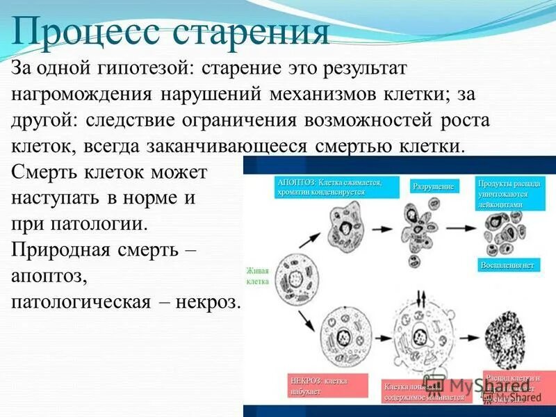 апоптоз раковой клетки. поддерживает форму клет. гаструляция (механизмы и системы регуляции). гаструляция и ее механизмы. подвижность эоп капиллярный электрофорез.