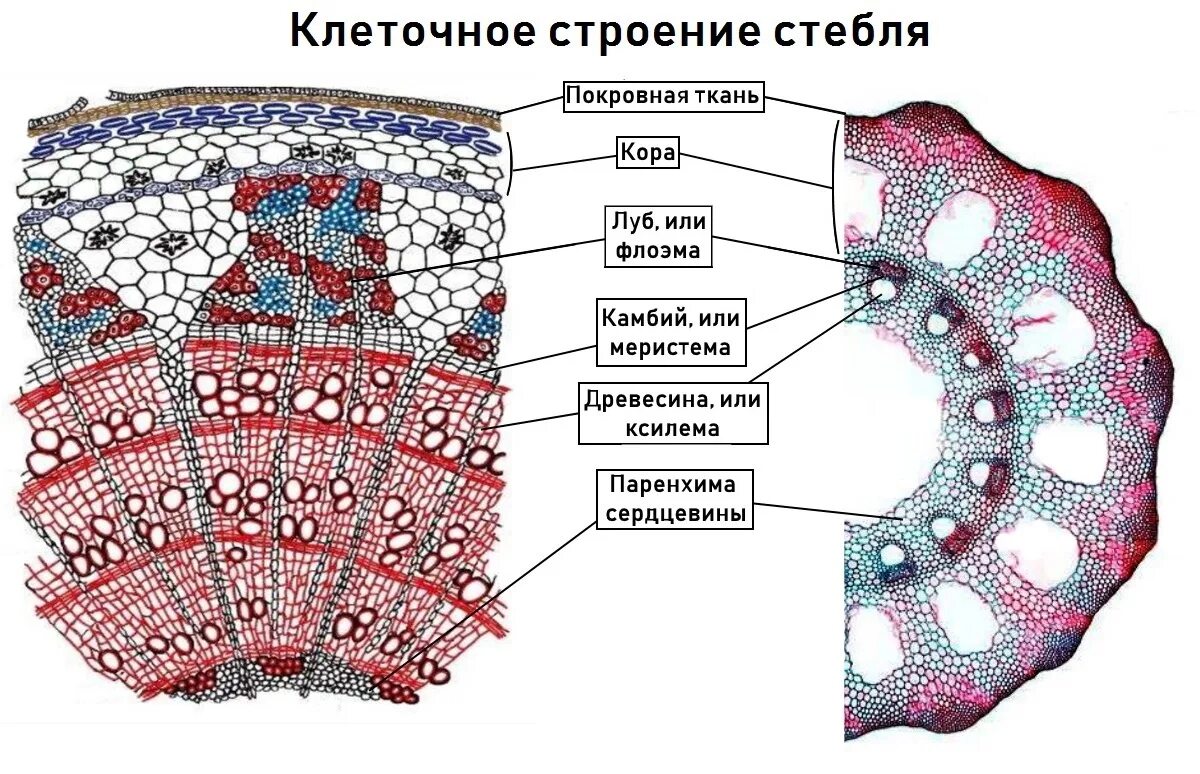 Анатомическое строение стебля липы ЕГЭ. Поперечный срез кирказона. Поперечный срез стебля кирказона. Поперечный срез ветки липы.