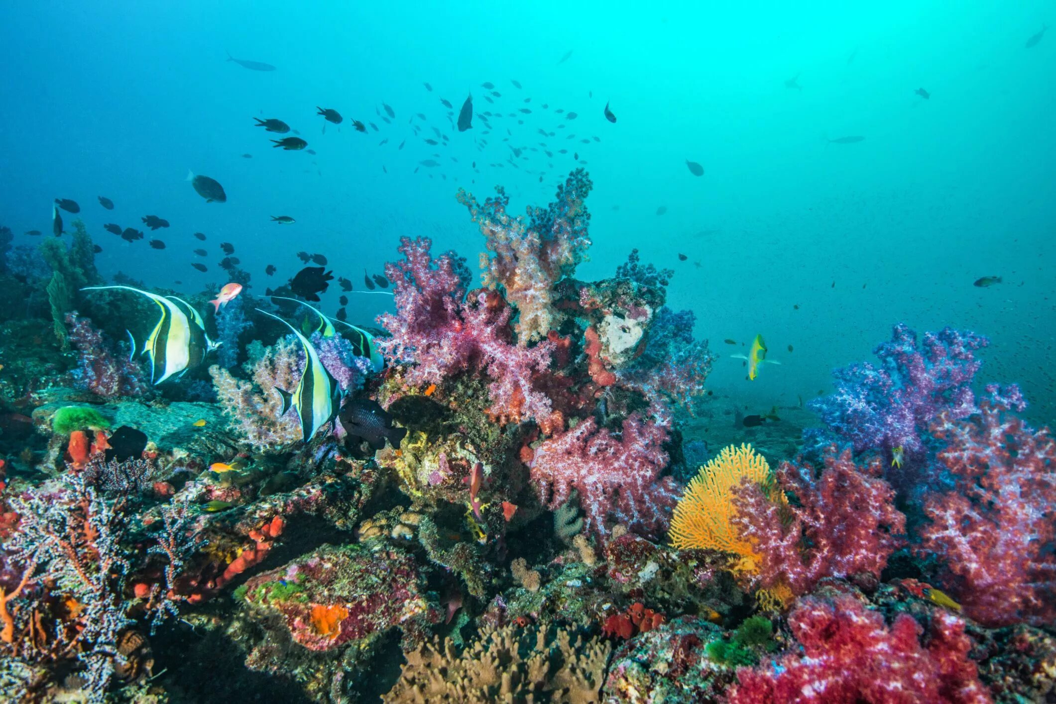 Great barrier reef corals. Барьерный риф кораллы. Коралловый риф в Шарм Эль Шейхе. Барьерный риф в тихом океане. Большой Барьерный риф подводный мир.