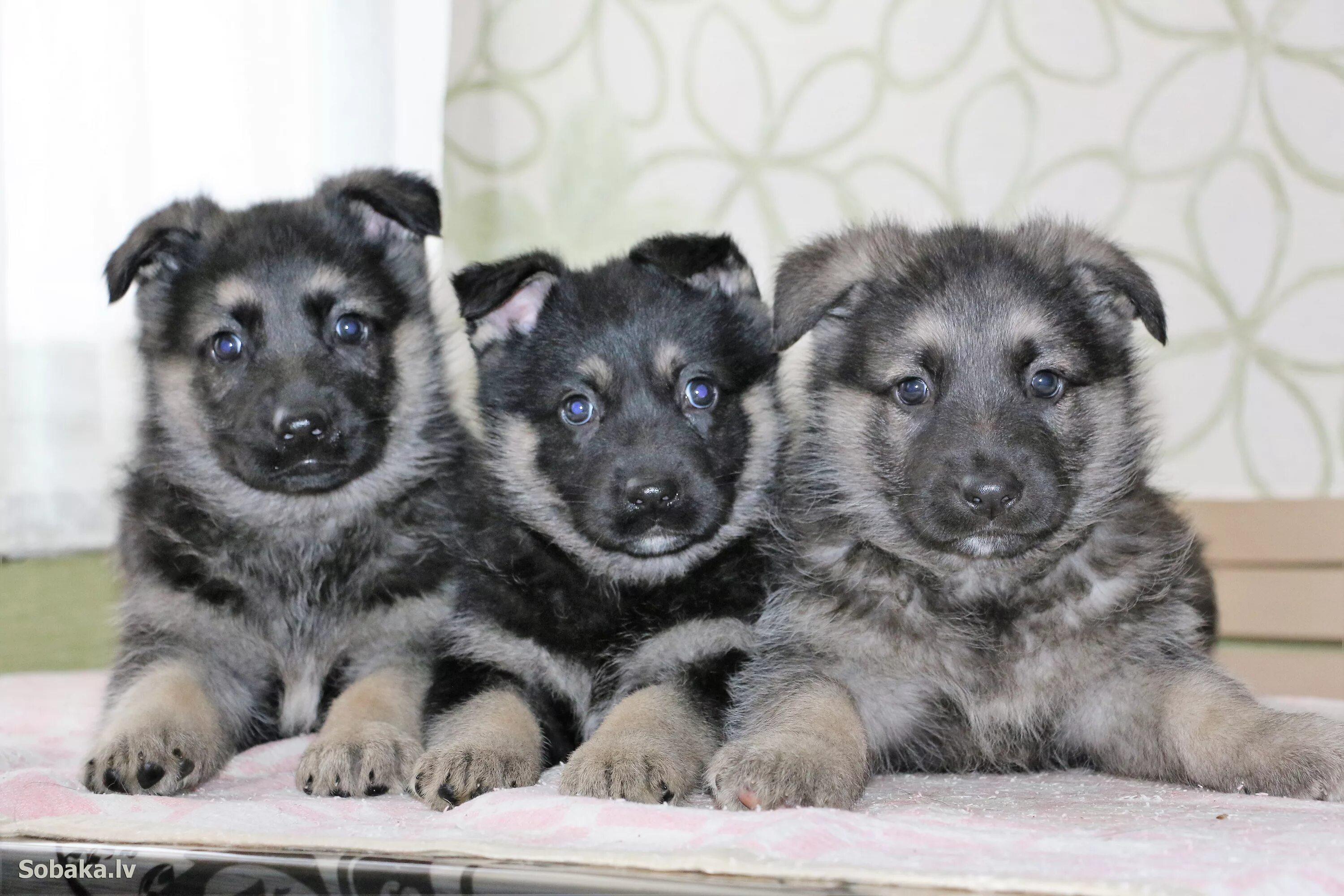 щенки восточно европейской овчарки. восточноевропейская овчарка щенки. восточно европей овчарка восточноевропейская овчарка. восточно-европейская овчарка кутята. восточная овчарка щенки.