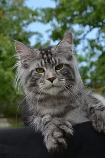 Мир кунов