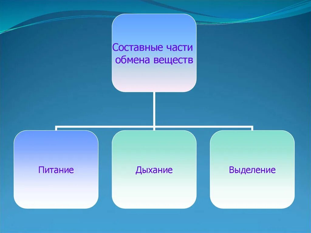 Типы вещества биология. Составные части обмена веществ. Обмен веществ 6 класс. Питание дыхание выделение обмен веществ. Составленые части метаболизма.