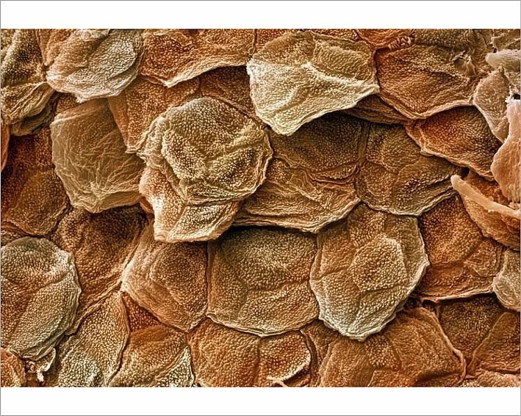 Клетки кожи. Материал для обтяжки. Кожаный клетчатый. Кожаный клетчатый. Кожаный клетчатый.