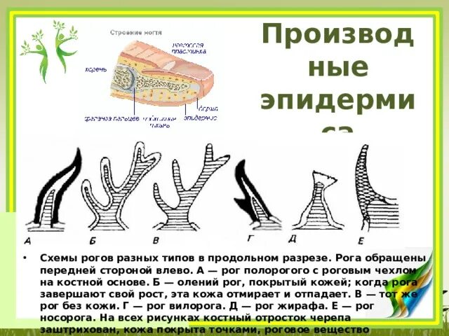 Рог в разрезе. Строение рога животных. Типы Рогов у животных. Оленьи рога в разрезе.