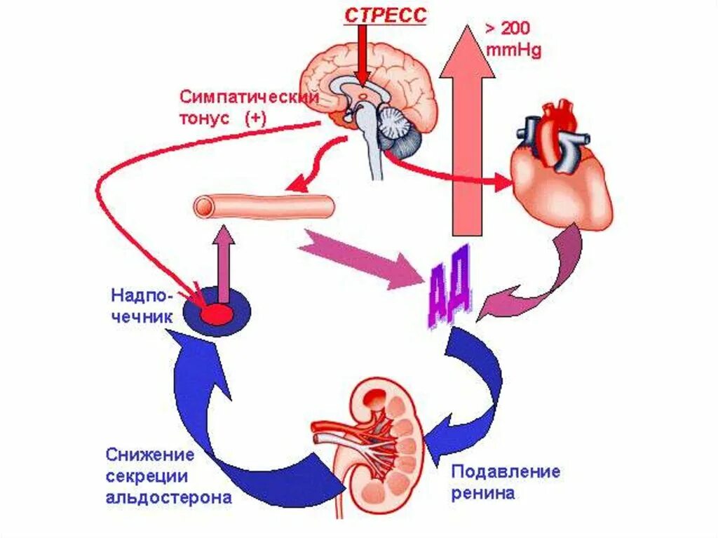 Артериальное давление стресс