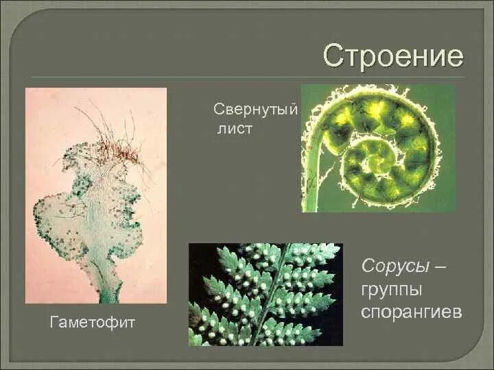 Сорус гаметофит. Строение группы спорангиев. Систематика папоротника. Классификация папоротников. Папоротниковидные классификация.