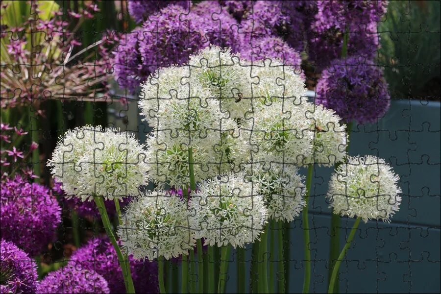 Allium 'Ostara' bulbs - Buy online at Farmer Gracy UK