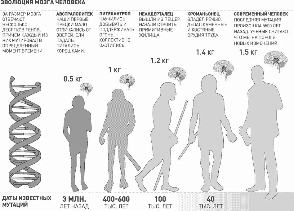 Возраст мозга 2. Эволюция человека объем мозга. Развитие человека. Размер мозга человека Эволюция. Об,ем мощга современного человека.