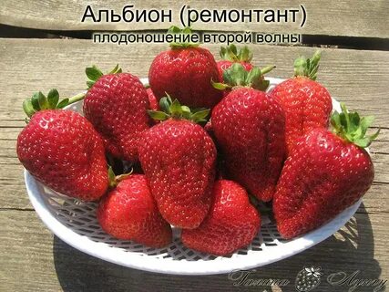 Клубника альбион характеристика отзывы