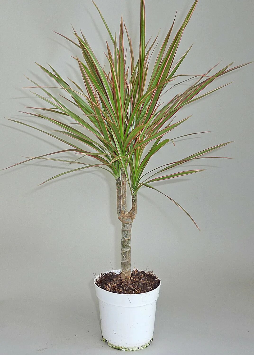 Драцена окаймленная (Dracaena marginata.). Драцена Маргината Росток. Пальма Драцена. Драцена Маргината побеги. Дерево из семейства пальмовых