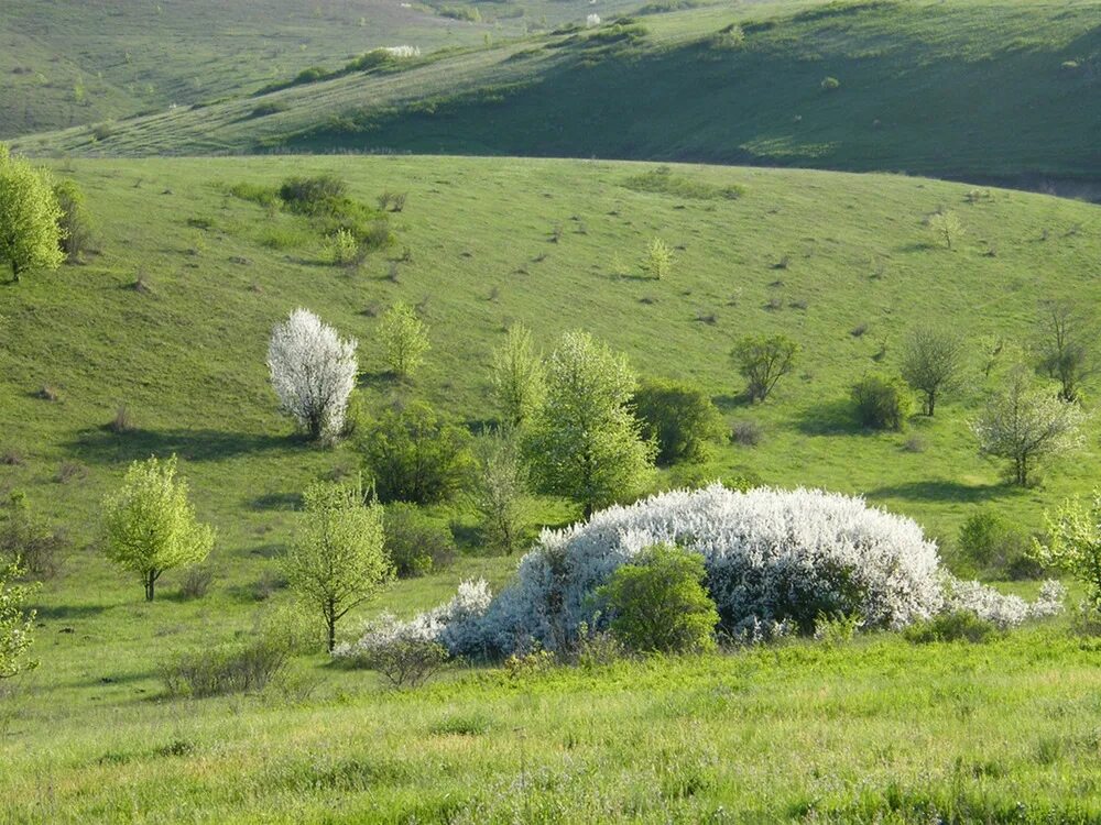 Степные холмы. Холмистая степь. Таврия степь. Степи Украины. Степной Кучук.