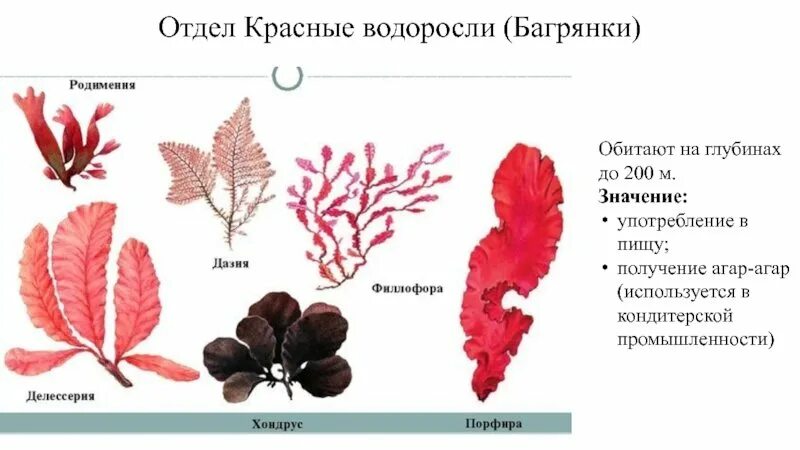 Отдел красные водоросли багрянки. Багрянка, красные водоросли, Rhodophyta.. Красные водоросли багрянки строение. Рисунок отдела красные водоросли багрянки.