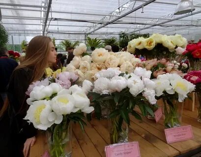 Аптекарский огород пионы