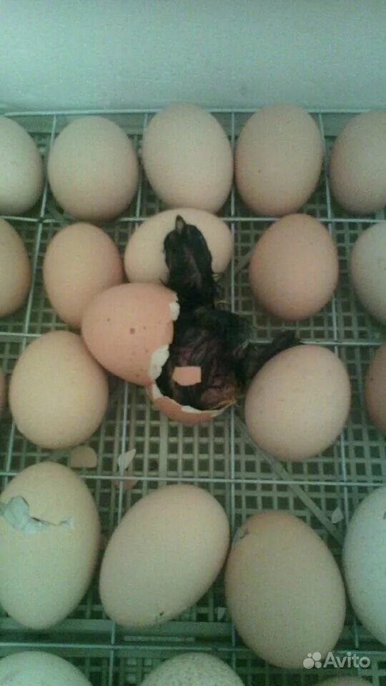 Купить яйца брама. Яйцо инкубационное Брама. Курица Брама яйца. Яйца курей Брама. Брама цвет яиц.
