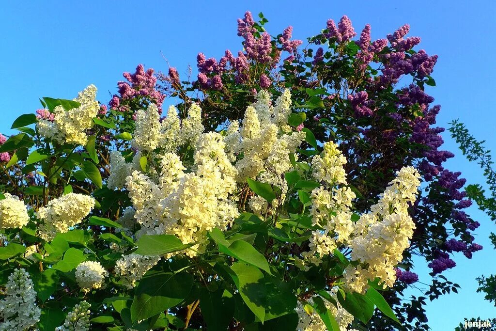 роза плетистая peach melba. сирень роял перпл. груша дерево цветение. цветущая черемуха. «цветущие яблони» клож.