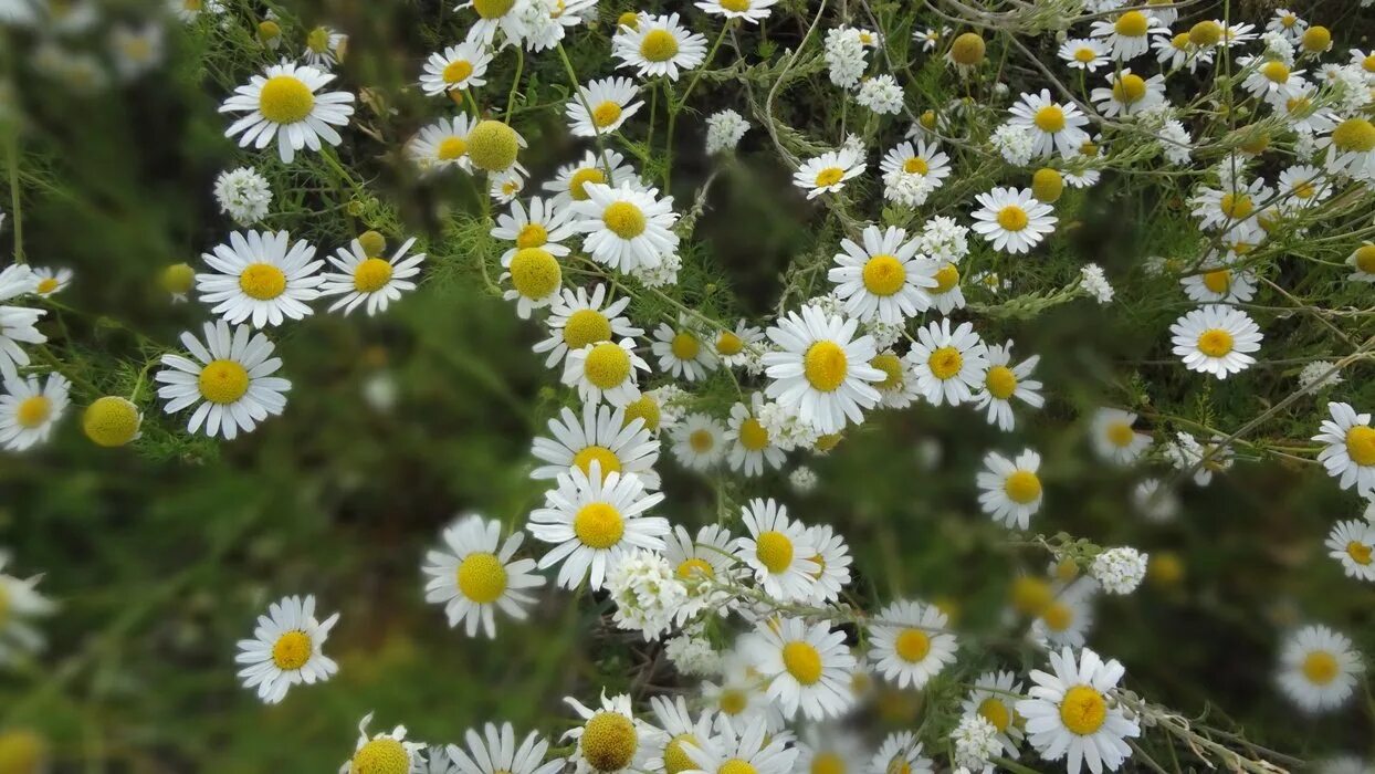 Matricaria Chamomilla. Ромашка аптечная. Matricaria recutita. Цветки ромашки аптечной. Тип ромашки лекарственной