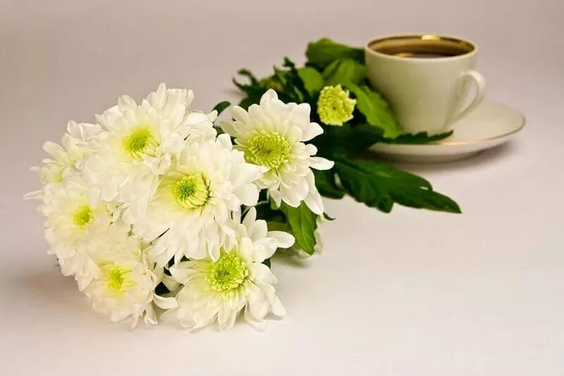 Доброе утречко картинки. Чашка кофе и хризантемы. Букет хризантем с добрым утром. С добрым утром хризантемы. Утренние хризантемы.