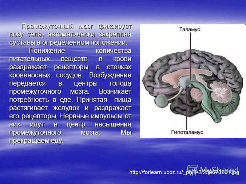 Функция промежуточного мозга дыхание температура тела