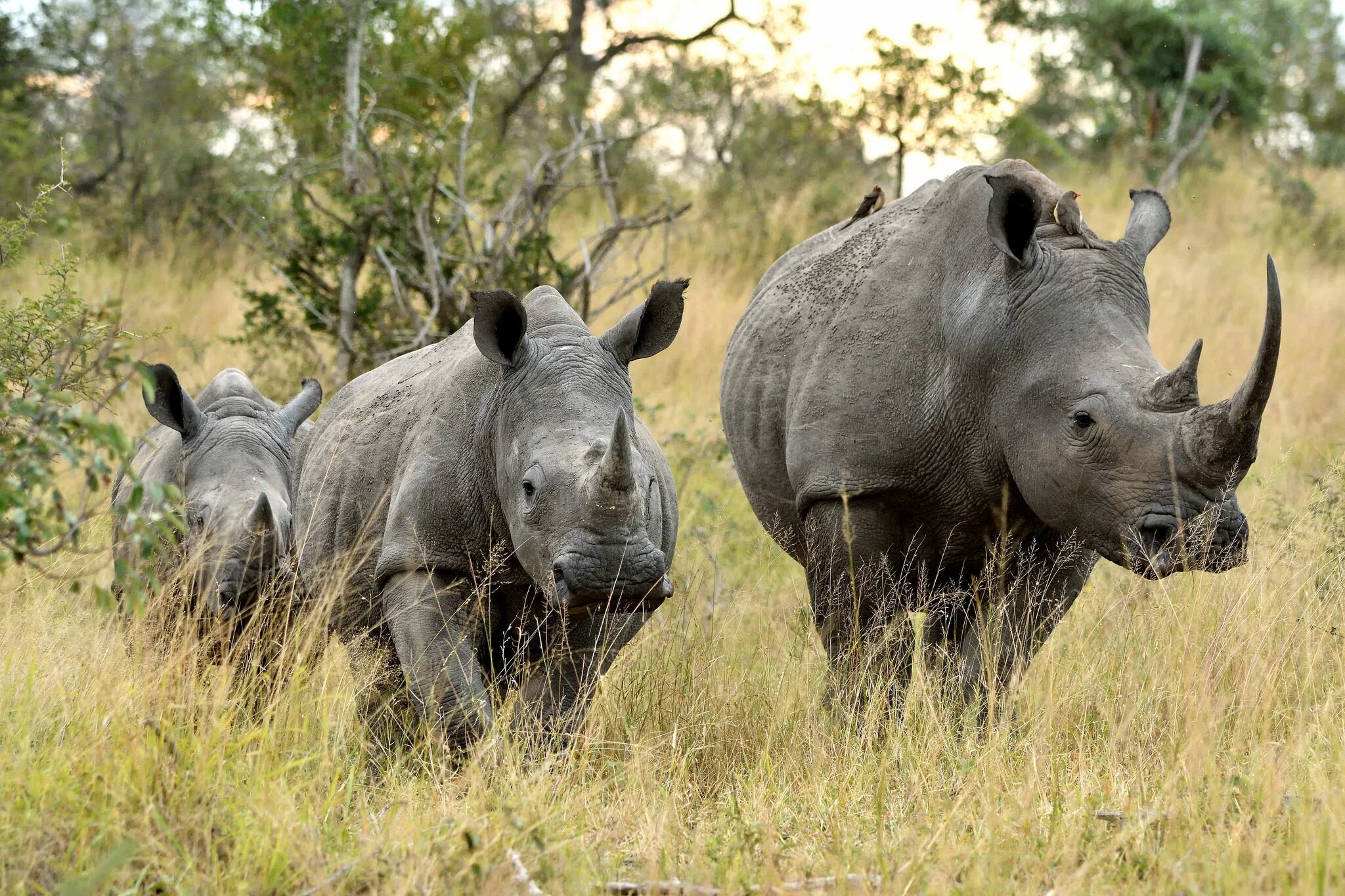Двурогий носорог. Африканский двурогий носорог. Носорог в саванне. Африканский черный носорог. Носорог природная зона