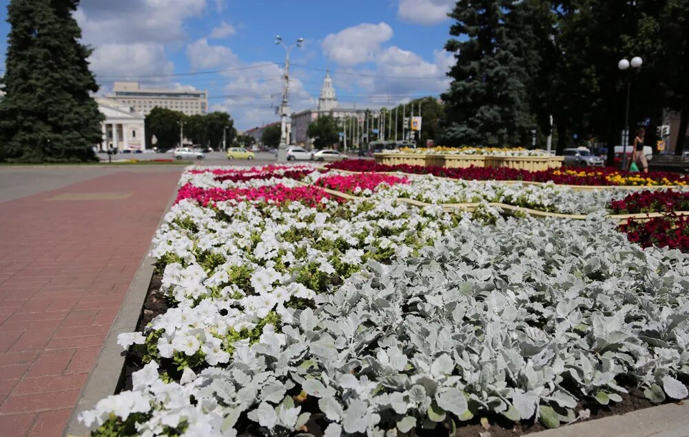 Цветы пл. Петровский сквер Воронеж клумба. Цветники в городе. Цветники в Воронеже. Цветы в городе.