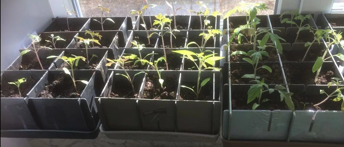 Как часто поливать перцы после всходов. Как часто поливать перцы после всходов. Пикировка перца огонек. Как часто поливать перцы после всходов. Пикировка бархатцев.