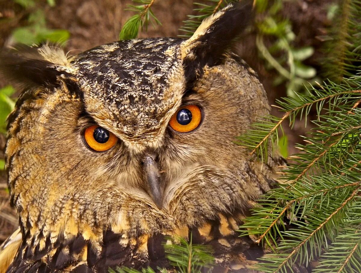 Филин Bubo. Филин Бубо-Бубо. Узамбарский Филин. Виргинский Филин (Bubo virginianus). Ис сова