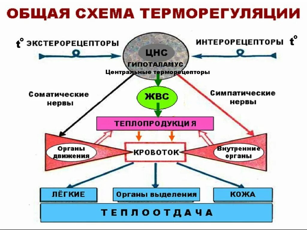 Регуляция температуры кожей. Схема терморегуляции человека. Терморегуляция организма схе. Механизм терморегуляции схема. Терморегуляция организма схема.