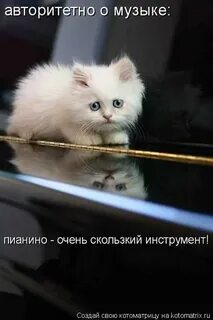 Есть на свете кот