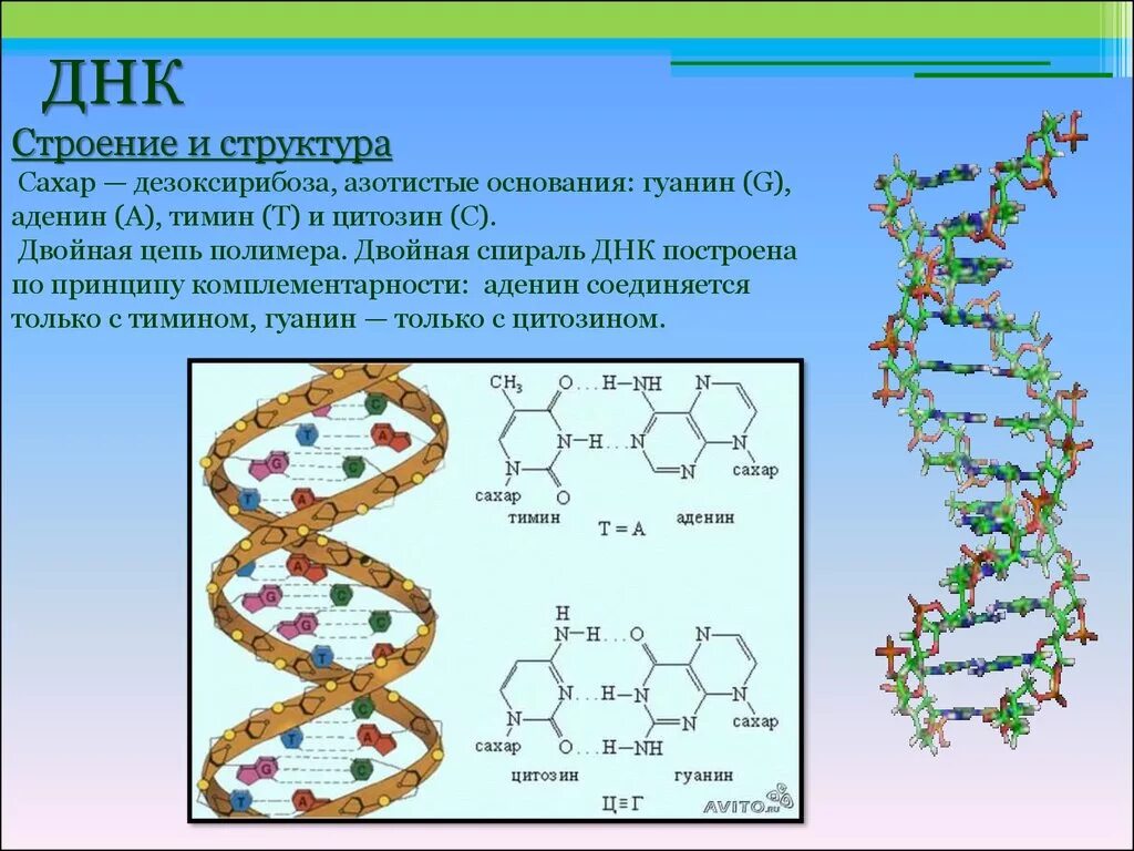 Нуклеиновые формы жизни