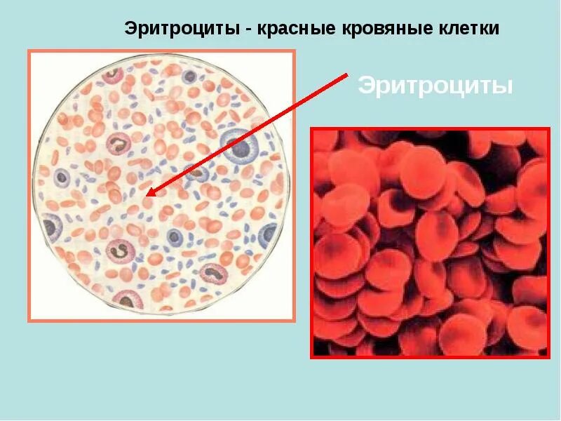 Эритроциты что это. Эритроциты. Эритроциты в крови. Клетка эритроцита.