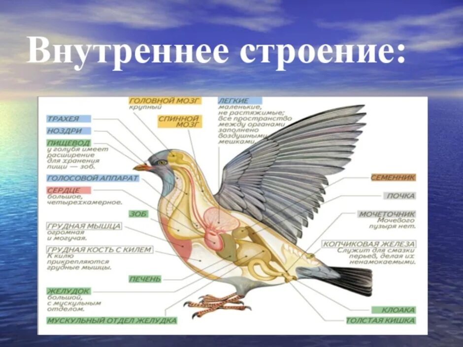 Укажите особенности внутреннего строения птиц. Строение птицы. Железы птиц. Внешнее и внутреннее строение птиц. Внутреннее строение птицы схема.