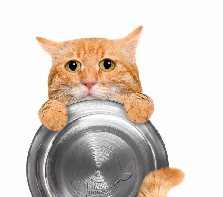 Empty cat