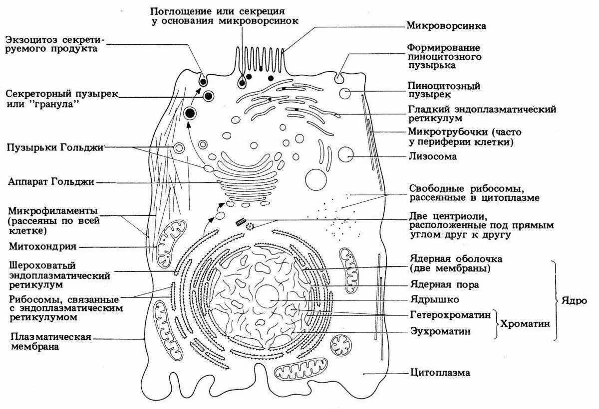 Рассмотрите изображение клетки и выполните задания. Органоиды живой клетки строение. Строение животной клетки подробно. Рисунок строения животной клетки с обозначениями. Строение животной клетки рисунок с подписями.