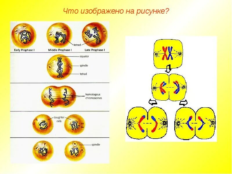 Определите по рисункам фазы митоза подпишите. Фазы мейоза без подписей. схема мейоза рисунок. схема митоза и мейоза. митоз схема.