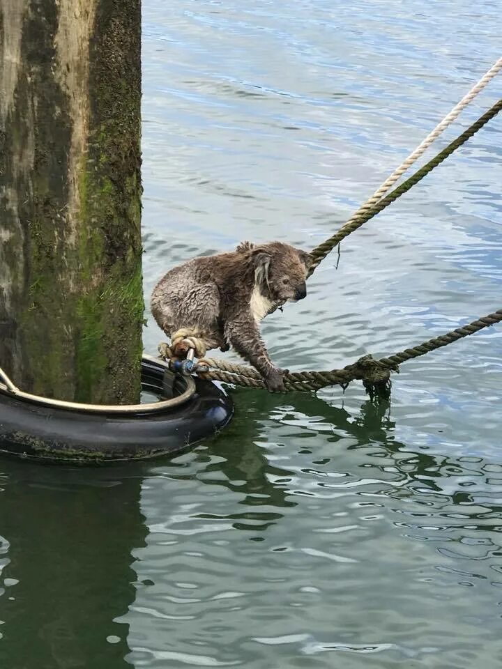 Коалы плавают. Коала плавает. Коала плывет. Коала купается. Животные спасают друг друга.