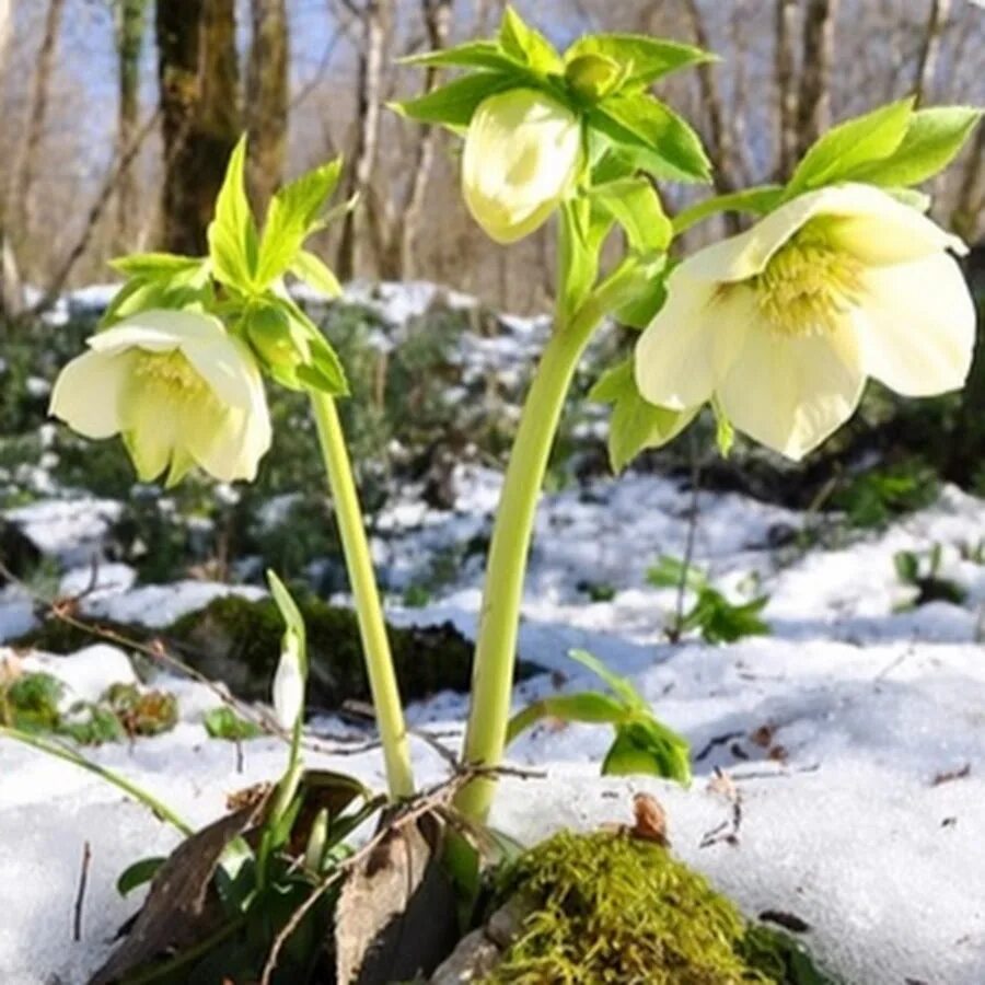 Морозник кавказский (helleborus caucasicus). Морозник зимний цветок. Морозник геллеборус. Морозник геллеборус. Морозник кавказский.
