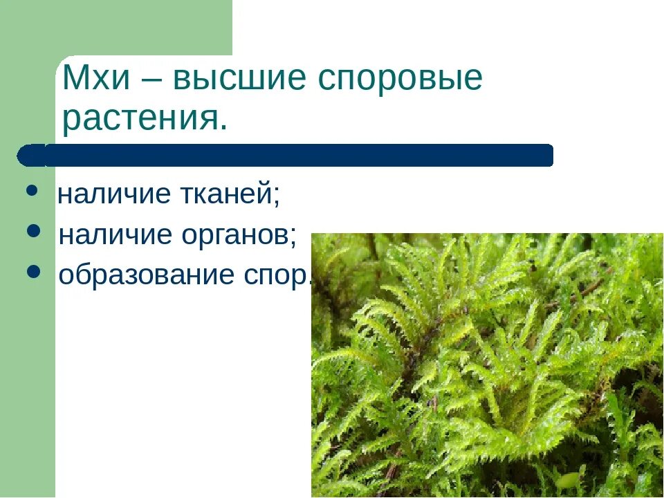 Моховидные споровые растения. Мхи это споровые растения. Высшие споровые мхи. Высшие споровые растения Моховидные. Мохообразные относятся к высшим споровым растениям