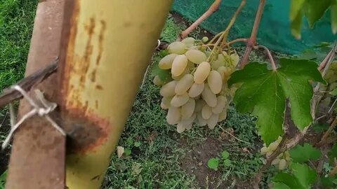 Форм винограда