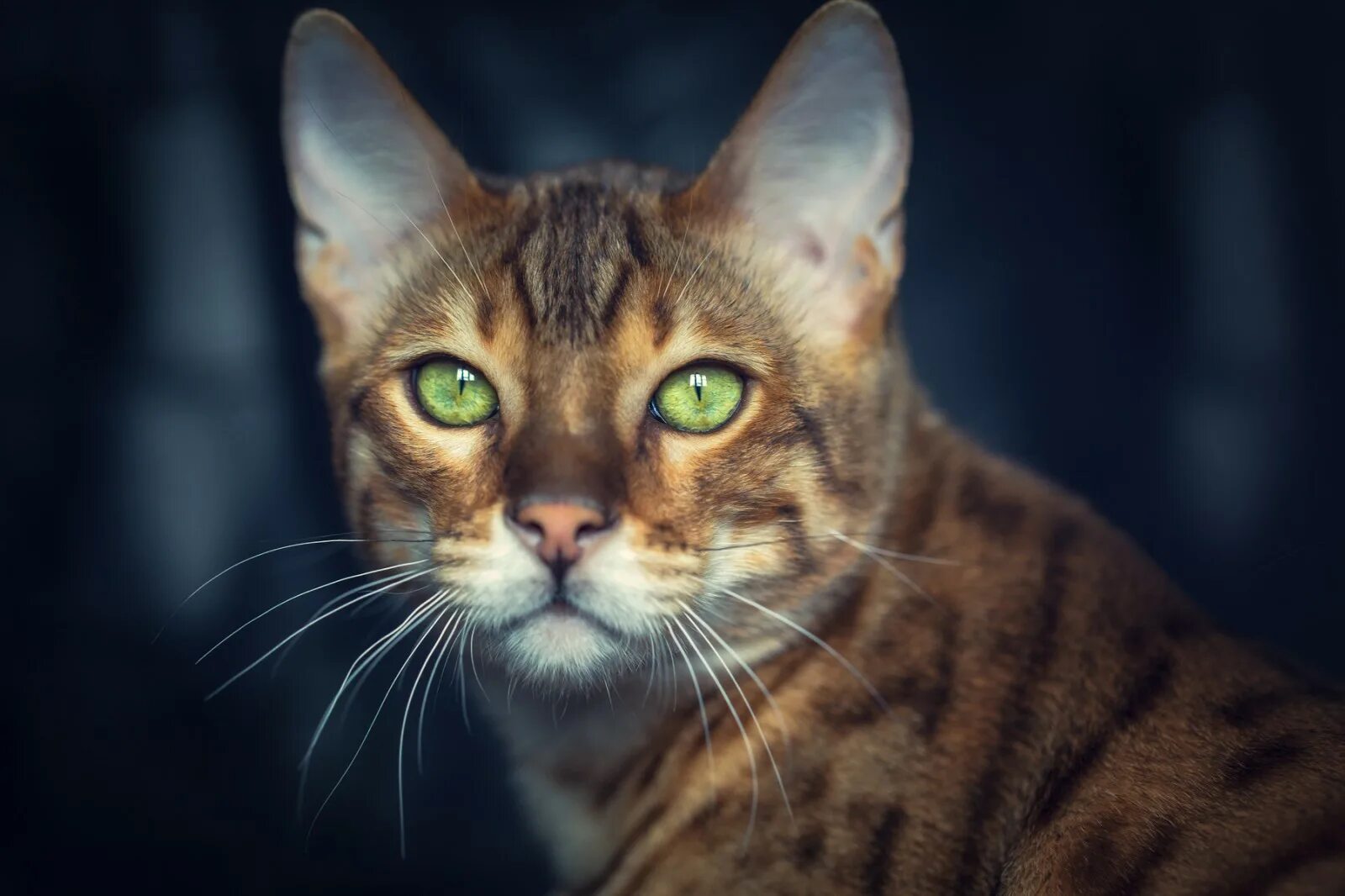 Глазами переехавших. Бенгальский кот. Бенгальский кот глаза. Бенгалы с зелеными глазами. Бенгал зеленоглазый.