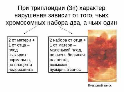 Триплоидия
