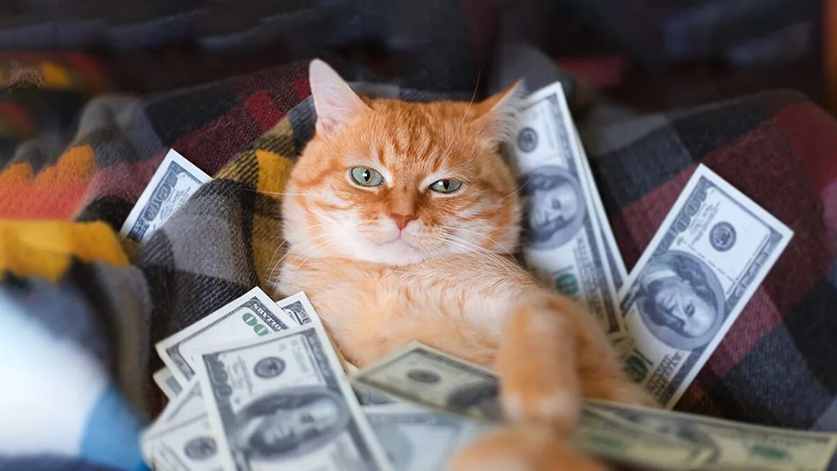 Money pet. Кот с деньгами. Богатая кошка. Денежный котик фото. Международный день денег.