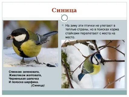 Зимует ли синица
