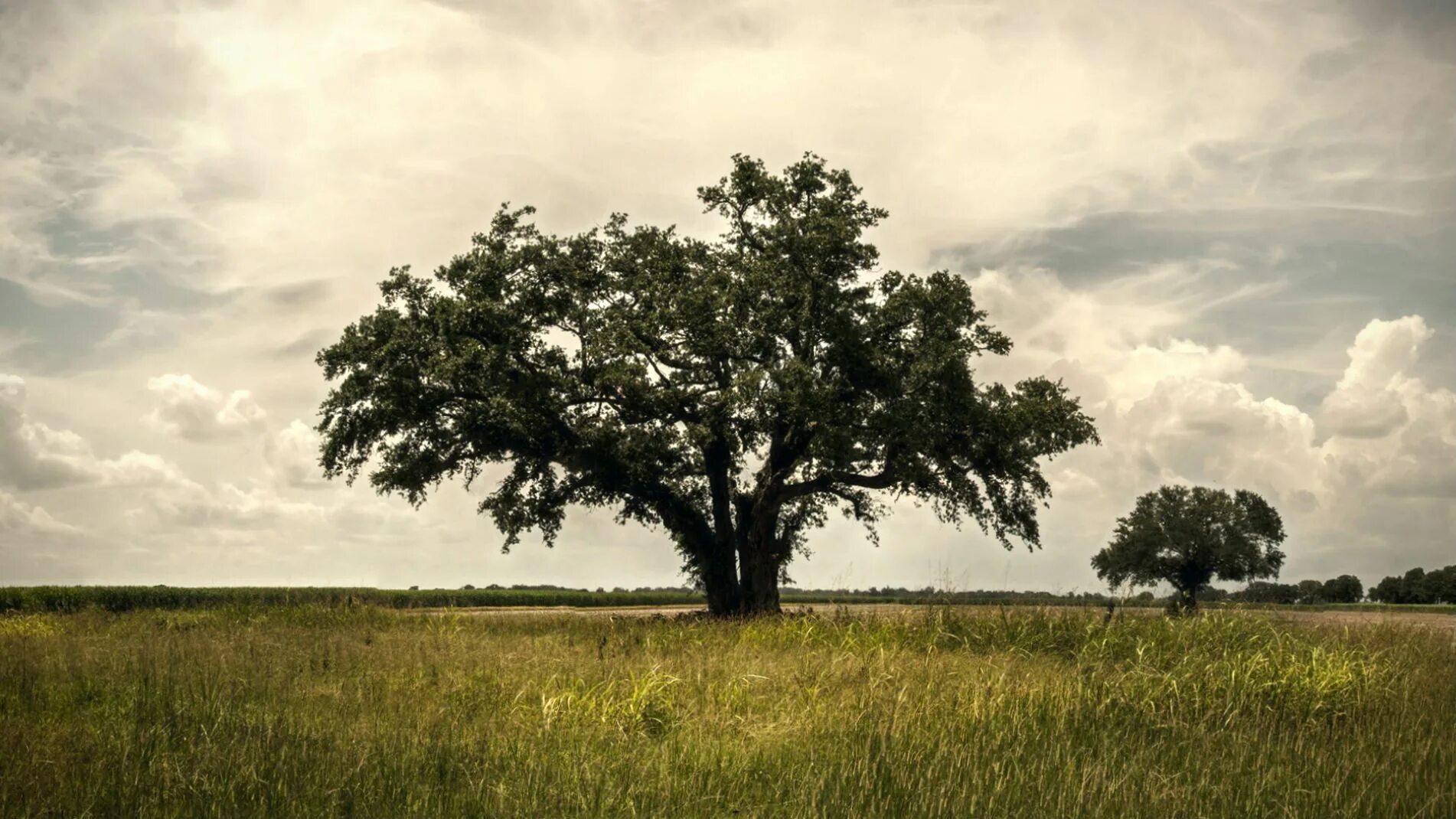 True fields. True Detective (Луизиана). Дерево из настоящего детектива.