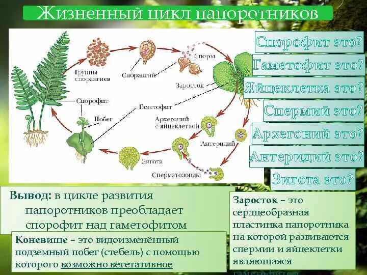 Какие жизненные формы папоротников. Гаметофит спорового растения. Жизненный цикл папоротника гаметофит. Цикл развития папоротника спорофит и гаметофит. Цикл развития растений отдела Папоротникообразные.