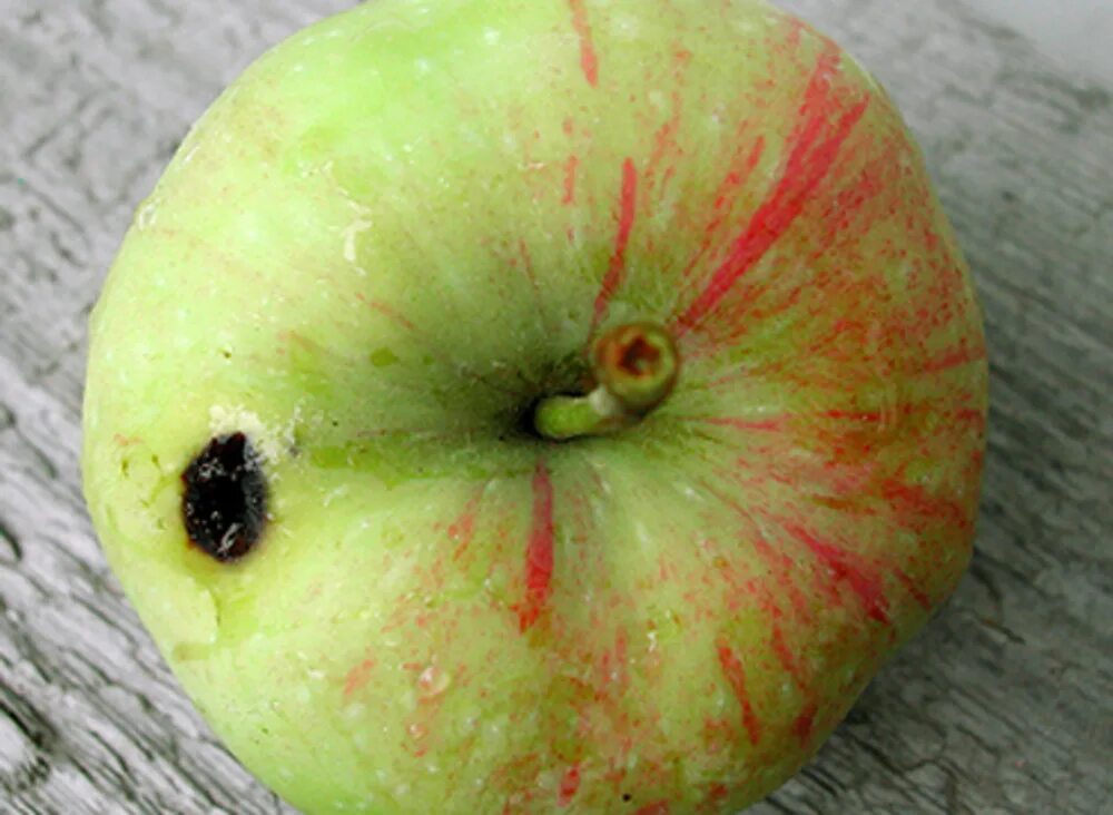 Черви слива. Яблонная плодожорка гусеница. Яблоневая плодожорка. Гусеница плодожорка на яблоне. Яблонная плодожорка в яблоке.