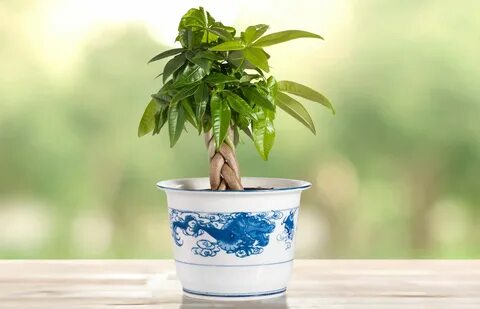 Money tree plant